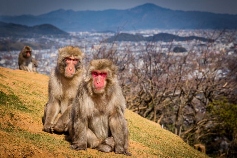 46 Arashiyama, apenpark.jpg